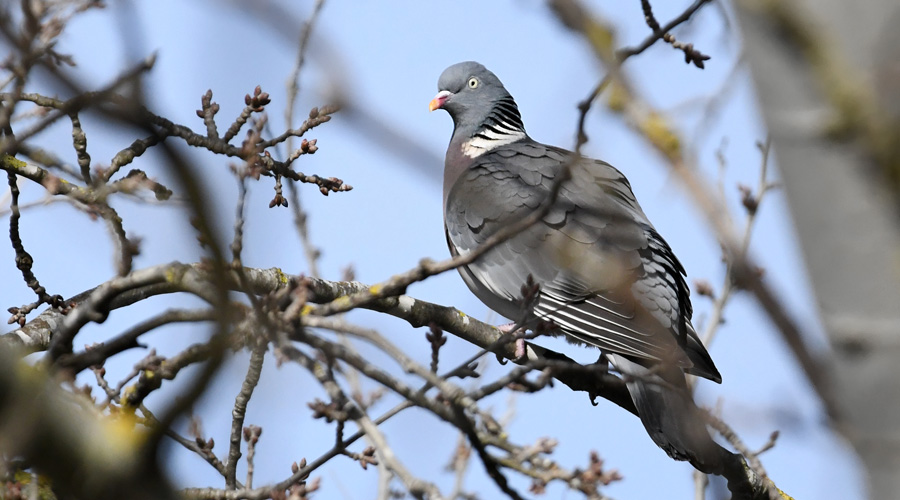 Pijoun favard (Columba palumbus)