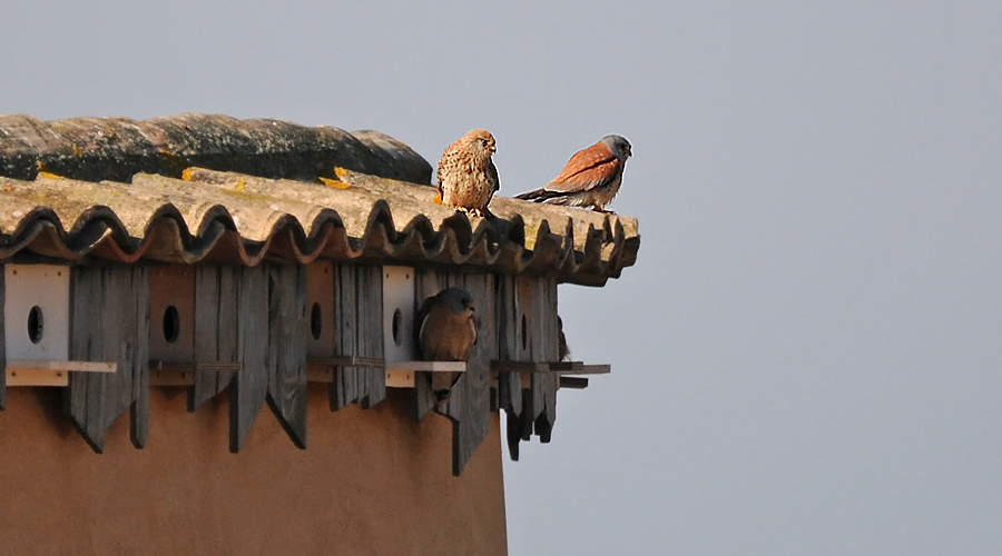 Mouisset rous (Falco naumanni)