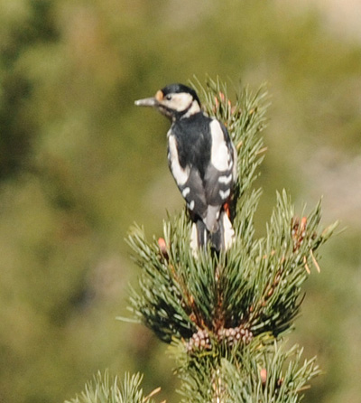 Picatèu pico-bos