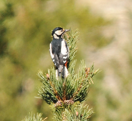 Picatèu pico-bos