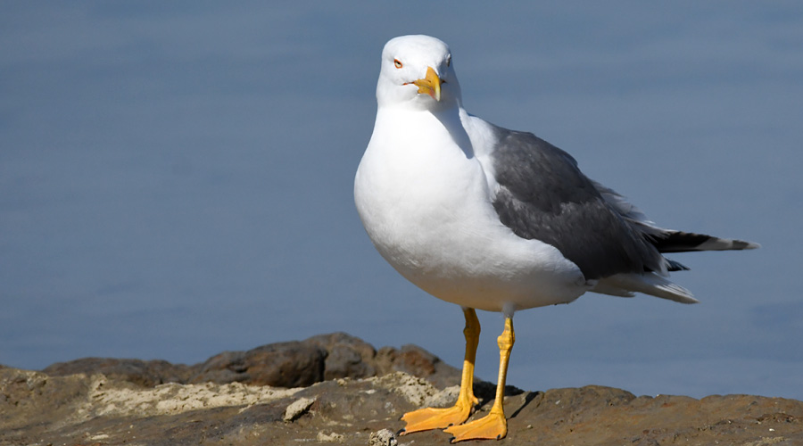 Gabian mieterran (Larus michahellis)