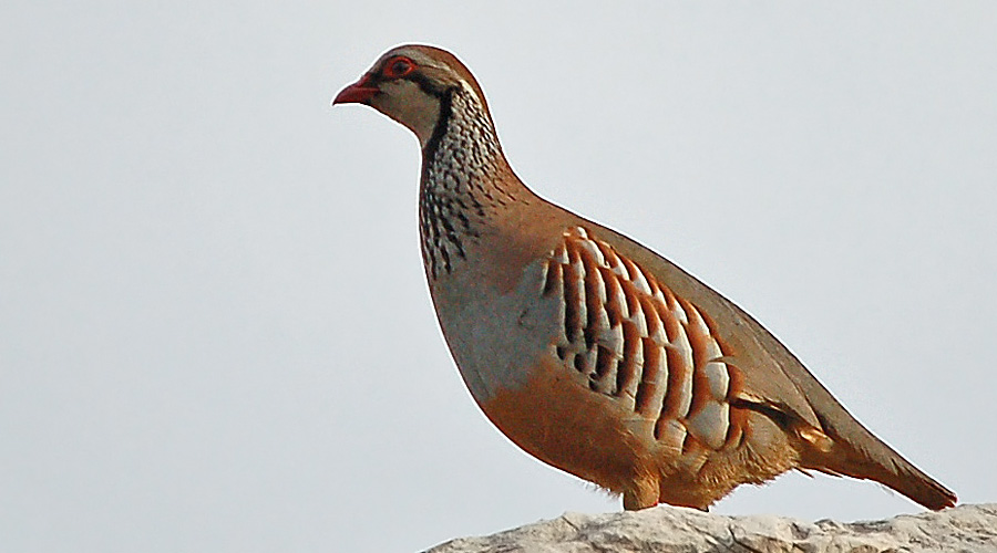 Perdris roujo(Alectoris rufa)