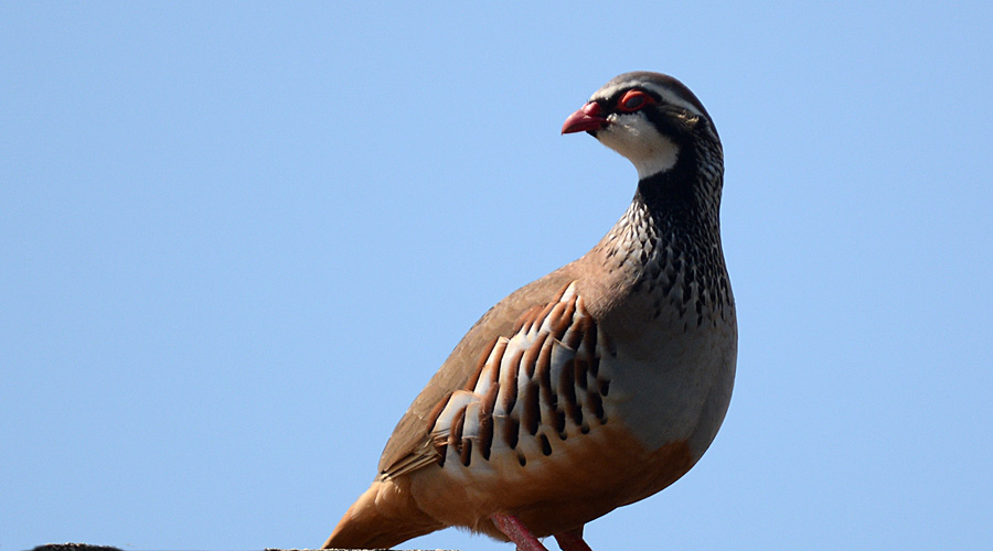 Perdris roujo (Alectoris rufa) Grandoulo de Crau