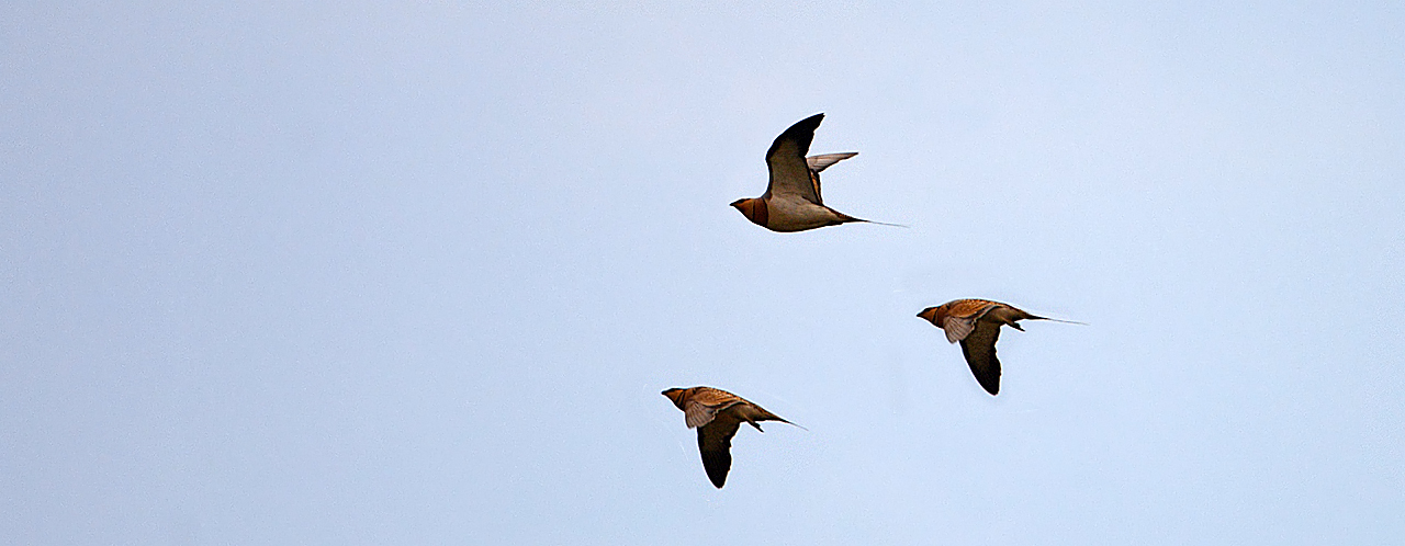 Grandoulo di dos-bendo (Pterocles bicinctus bicinctus)
