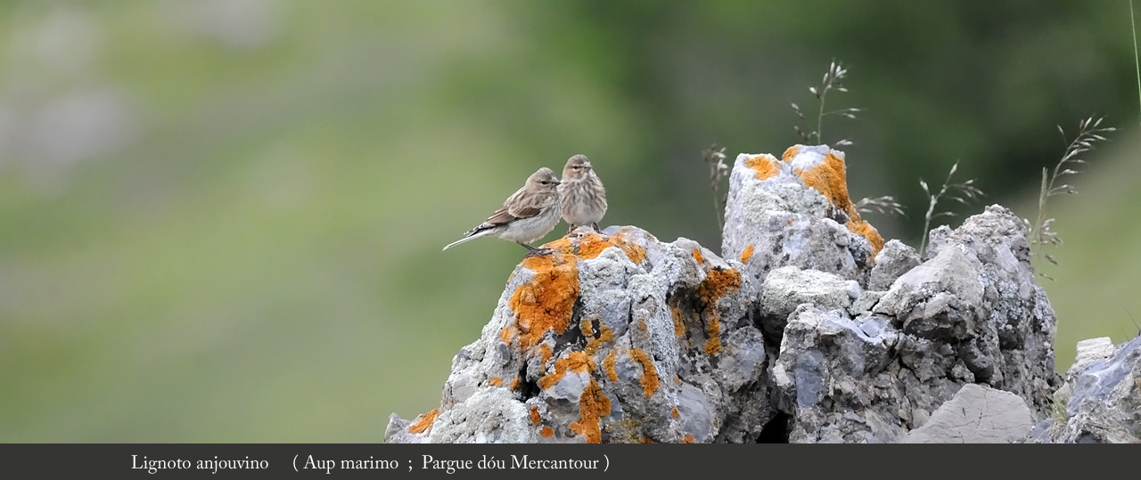 prouvenco-naturo.fr
