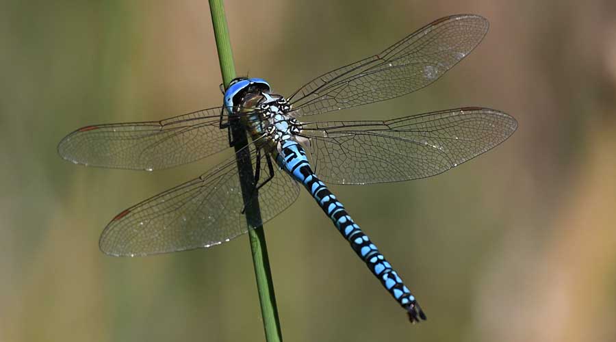 Moussu blu (mascle) (Aeshna affinis)