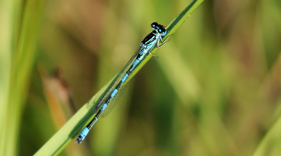 Damisello galanto (mascle)(Coenagrion pulchellum)