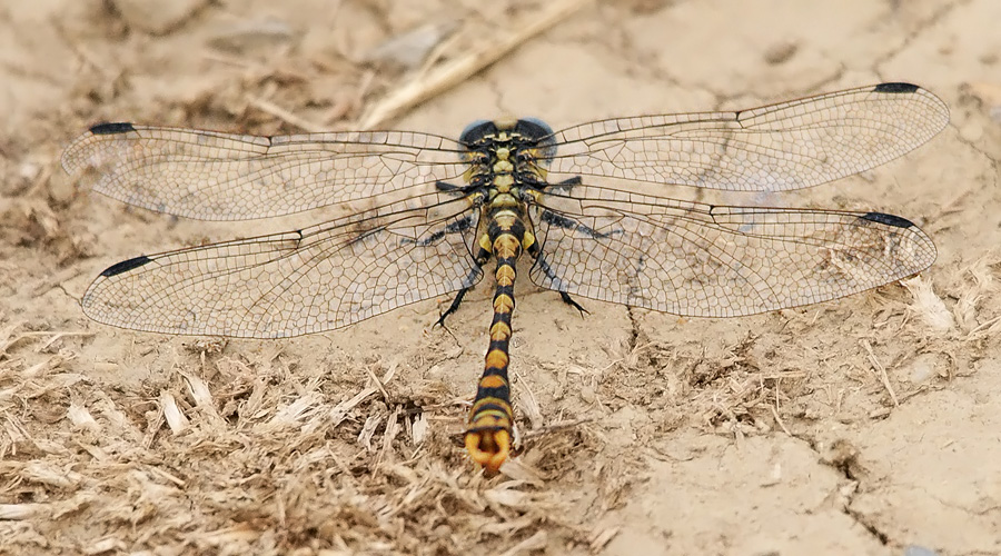 Cavaluei dis uei-blu (Onychogomphus uncatus)