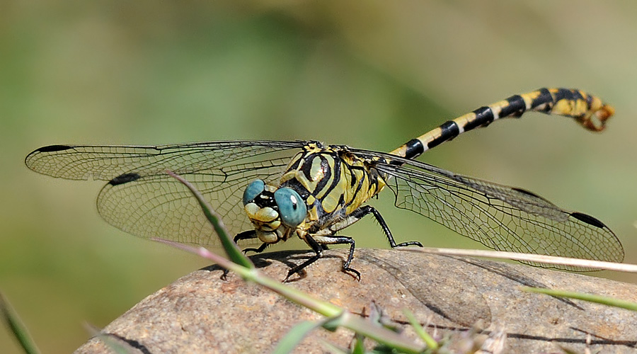 Cavaluei sourno (Onychogomphus forcipatus)