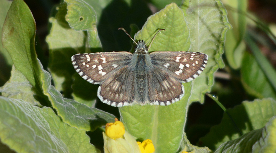 Dat dou lachié (Pyrgus alveus)