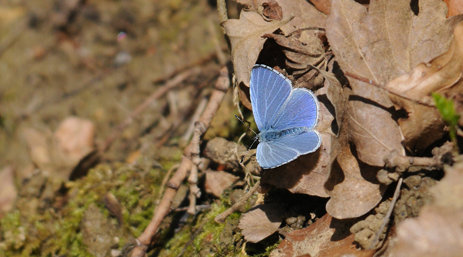 Azuren de Prouvènço