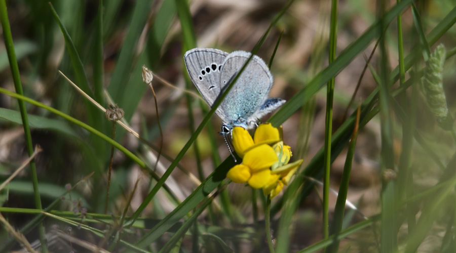 Cerulen de la badasso