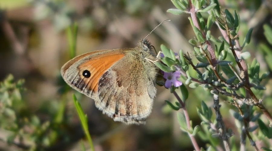 Fadet faurèu (Coenonympha pamphilus)