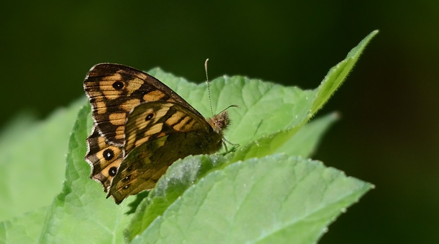 Parajo de la bauco