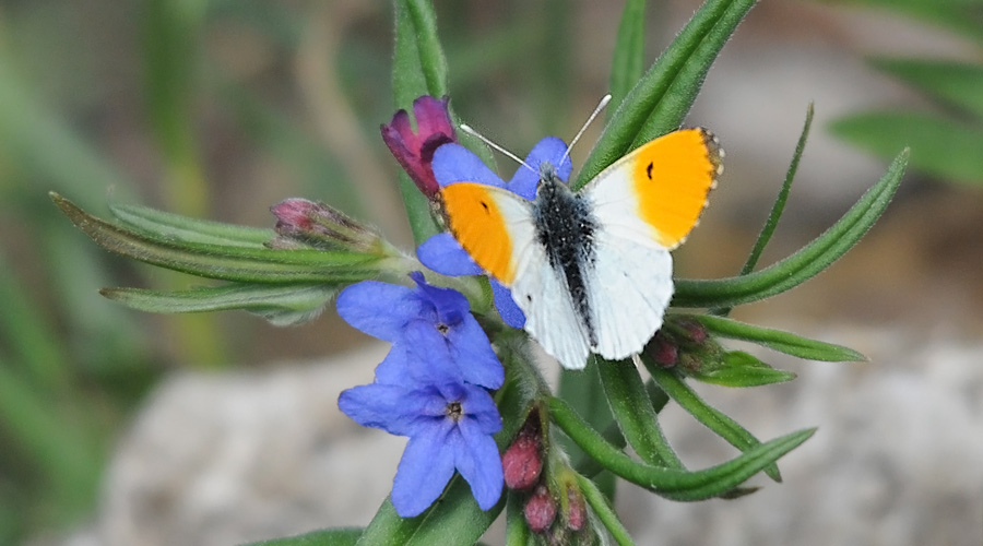 Auroro blanco