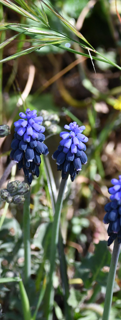 Penitènt blu