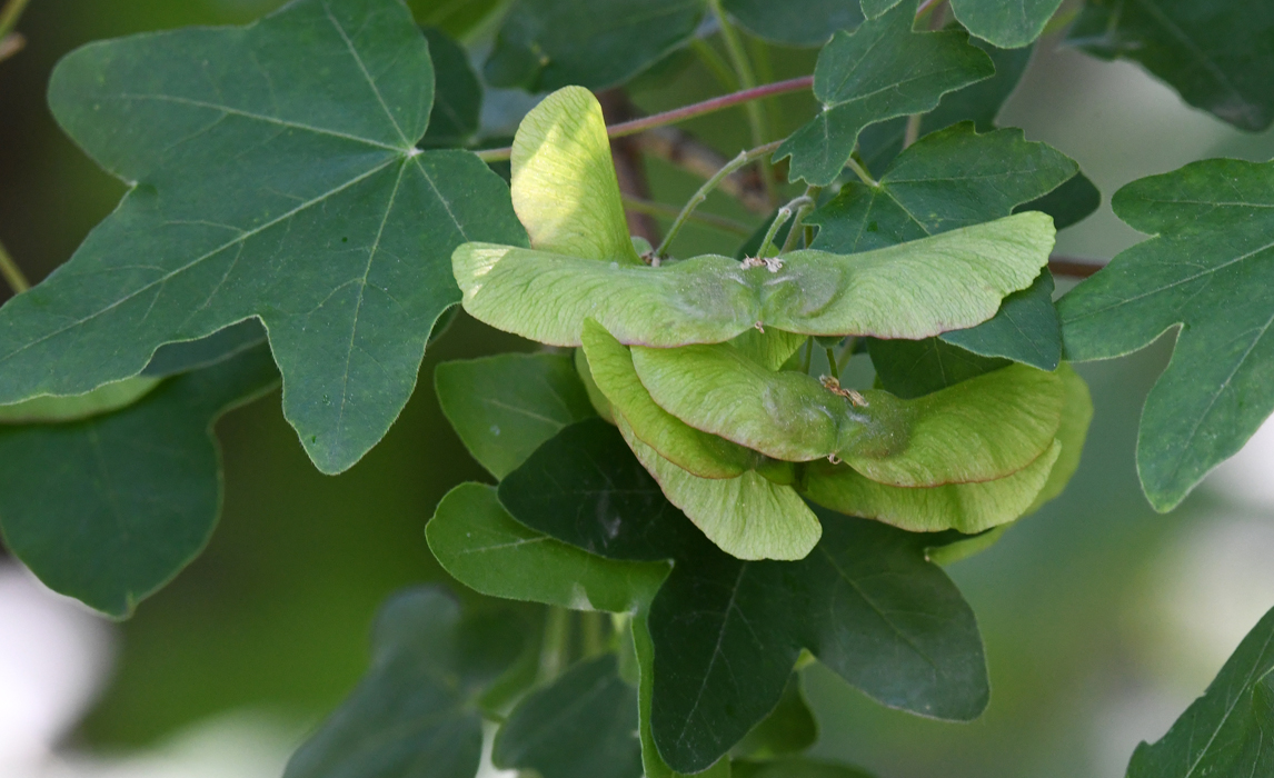 Argelabre (Acer campestre)
