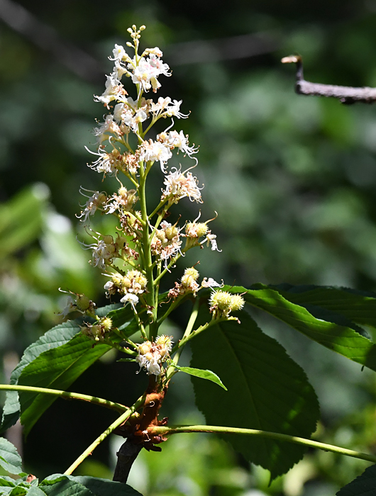 Castanié des Indo (Aesculus hippocastanum)