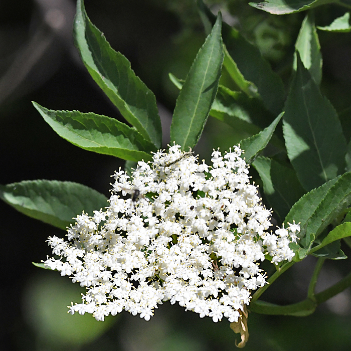 Sambu (Sambucus nigra)