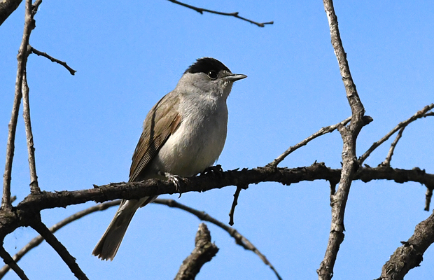 Bouscarlo tèsto-negro (Sylvia atricapilla) mascle