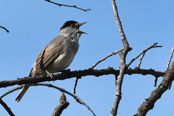 Bouscarlo tèsto-negro (Sylvia atricapilla) mascle