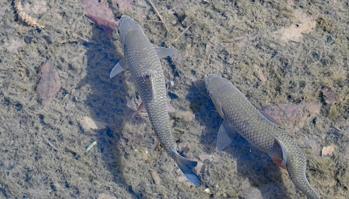 Cabedo dis nadello-aranjo (Squalius cephalus)