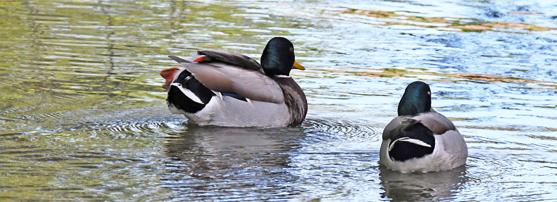 Canard còu-verd (Anas platyrhynchos) mascle
