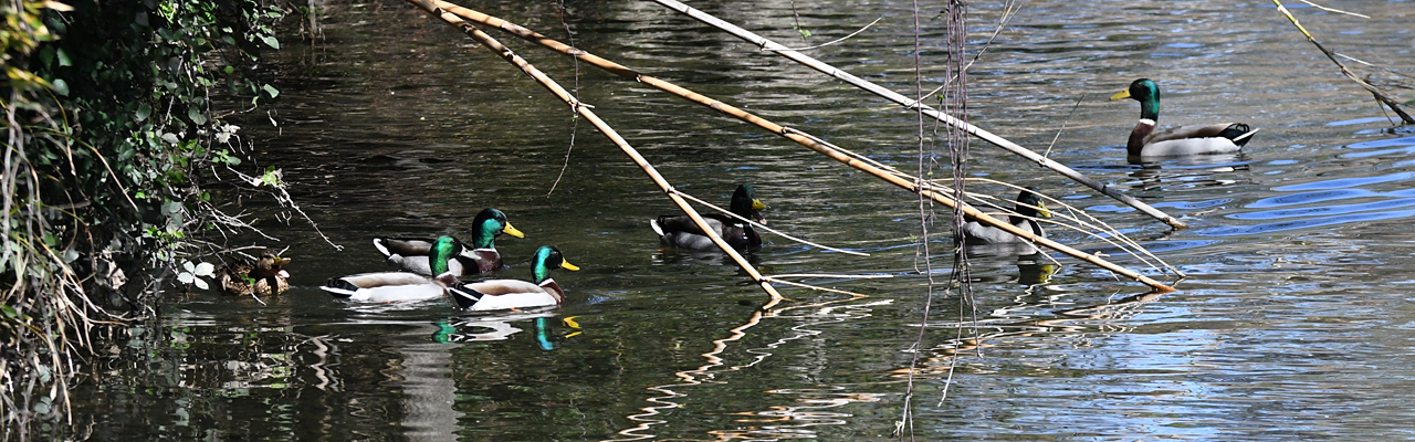 Canard còu-verd (Anas platyrhynchos) mascle
