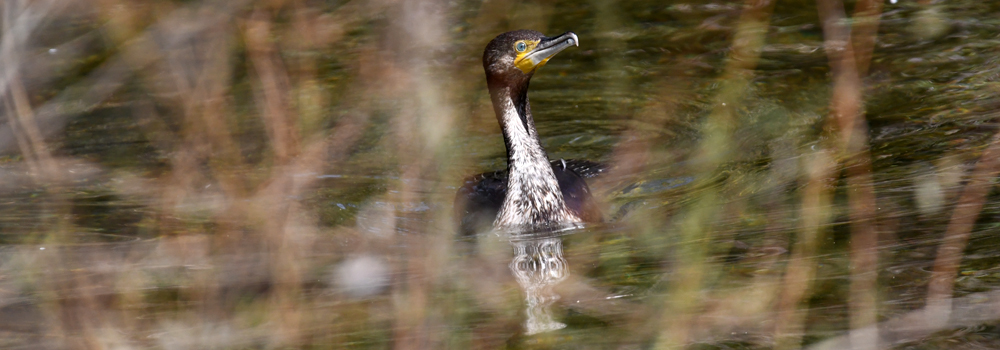 Corbmarin grand (Phalacrocorax carbo)