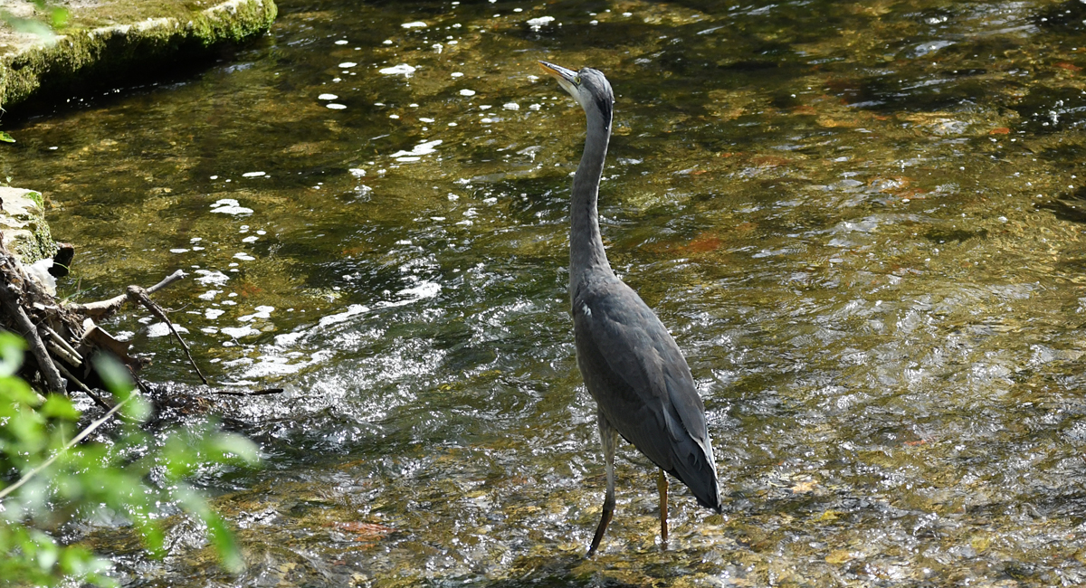 Galejoun grand (Ardea cinerea)