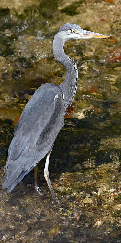 Galejoun grand