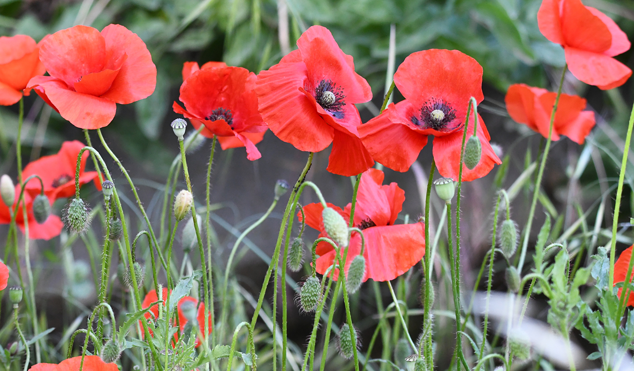 Gaugalin (Papaver rhoeas)