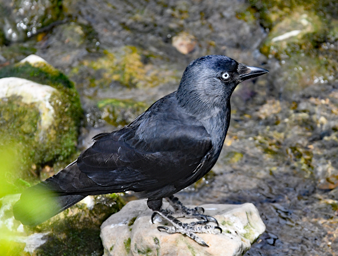Graioun gris (Coloeus monedula)