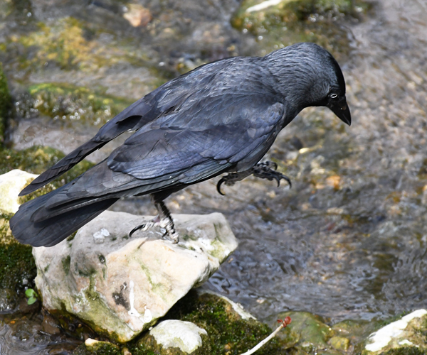 Graioun gris)