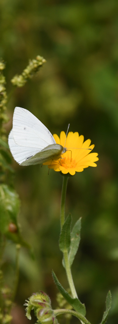 Pierido  de l'erbo-de-l'aiet (Pieris napi)