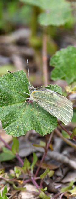 Pierido  de l'erbo-de-l'aiet (Pieris napi)