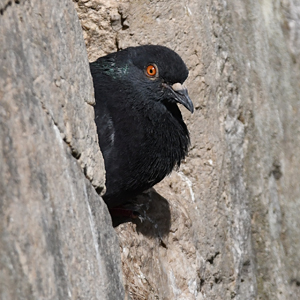 Pijoun tourrié (Columba livia)