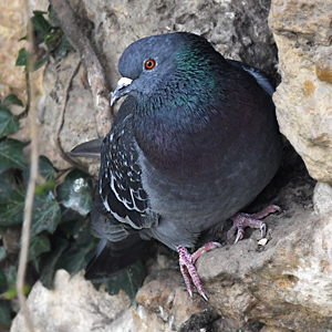 Pijoun tourrié (Columba livia)