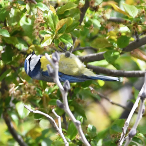 Pimparrin blu (Cyanistes caeruleus)