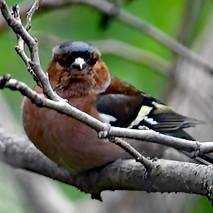 Quinsoun fiéufitre (Fringilla coelebs)