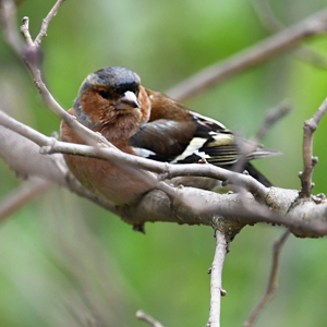 Quinsoun fiéufitre (Fringilla coelebs)