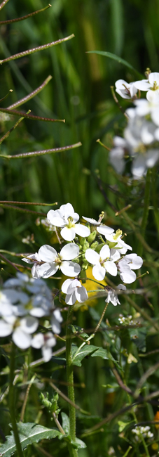 Rouqueto blanco (Diplotaxis erucoides)