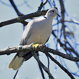 Tourtourello coulassado (Streptopelia decaocto)