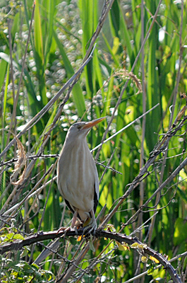 Gouitroun routaire à la grand mar (Camargo) Li diferènt mitan