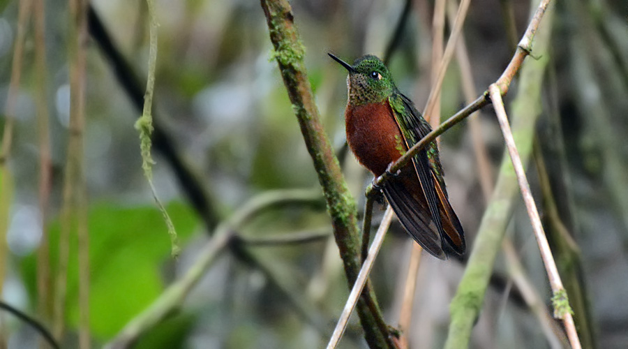Bèco-flour-de-boissonneau dóu piés-rous (Boissonneaua matthewsii)