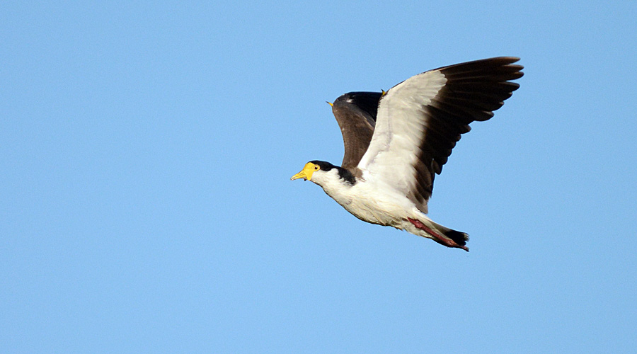 Vanèu casca (Vanellus miles)
