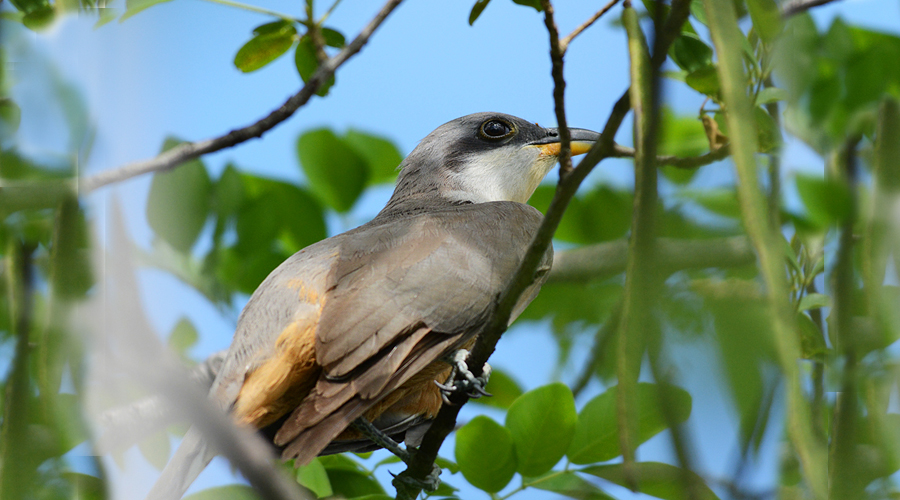 Coulicou arange (Coccyzus minor)