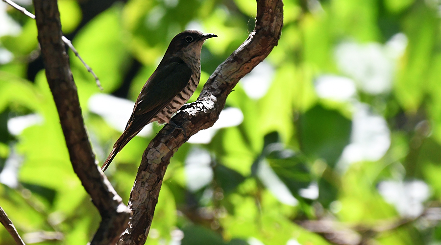 Couquiéu lusènt (Chrysococcyx lucidus layardi) Couquiéu lusènt