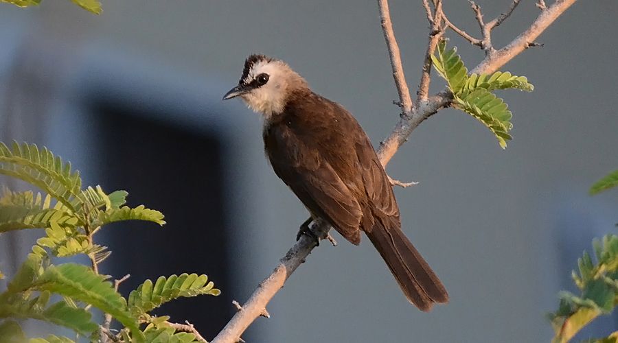 Bulbul di souto-caudalo-jauno