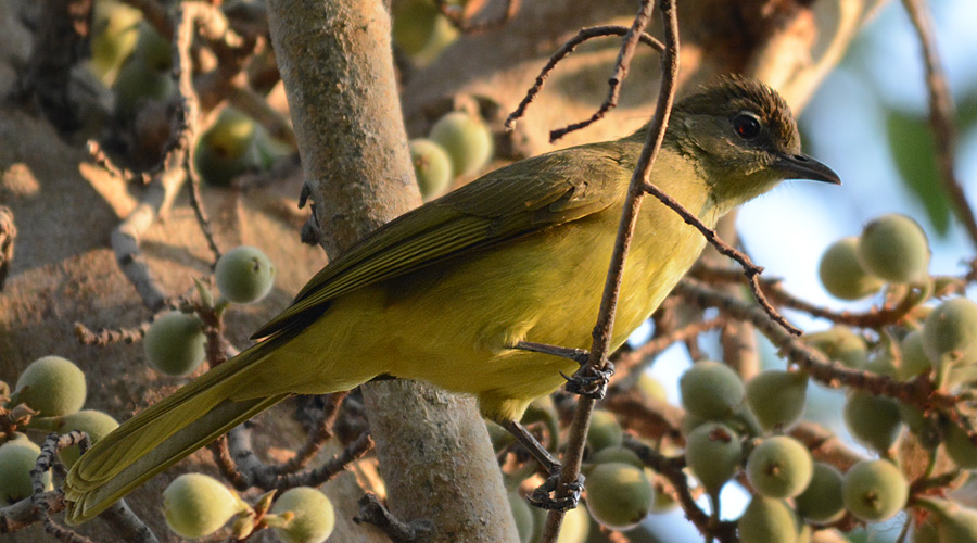Bulbul-verd dóu vèntre-jaune